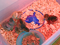  Baby chicks in a tub